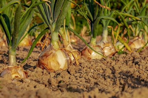 Návod na pestovanie cibule v kartónoch od vajec