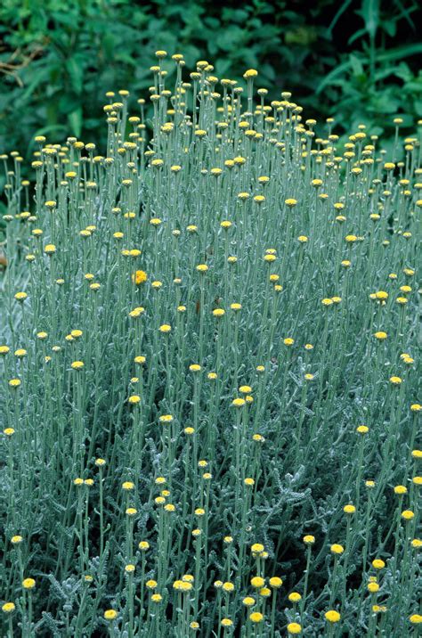Rôzne druhy Helichrysum (Slamihy) s popismi