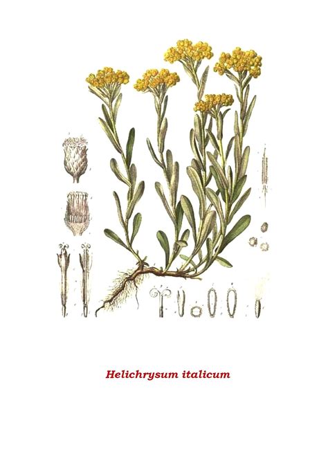 Schéma správnej zálievky pre Helichrysum