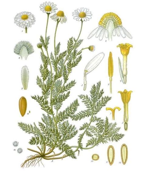 Rumanček pravý - ilustrácia