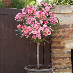 Oleander 'Alsace' na kmienku