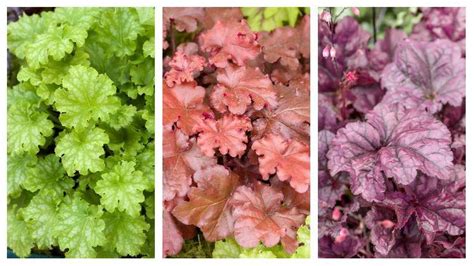 Rôzne druhy heuchery v záhrade