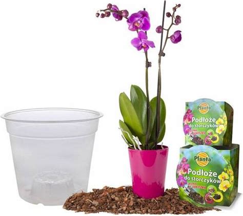 Optimálne svetelné podmienky pre orchidey