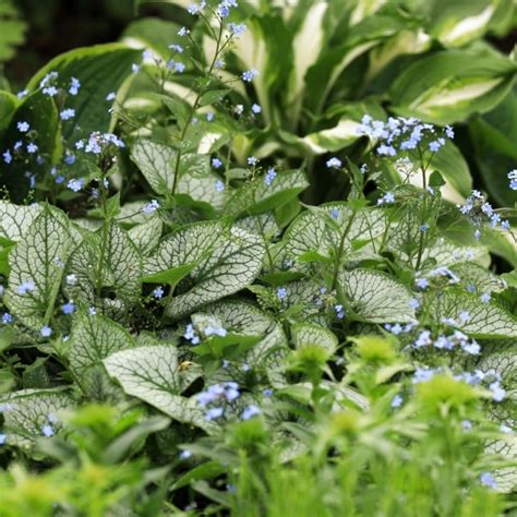 Brunera veľkolistá s modrými kvetmi