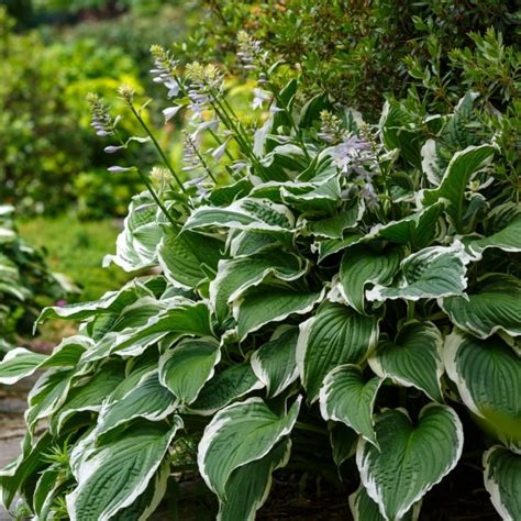 Zmes trvaliek do polotieňa - funkia, brunnera, bergénia
