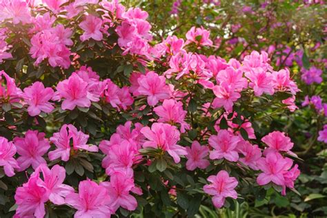 Rozdiel medzi kvetmi azaliek a rododendronov