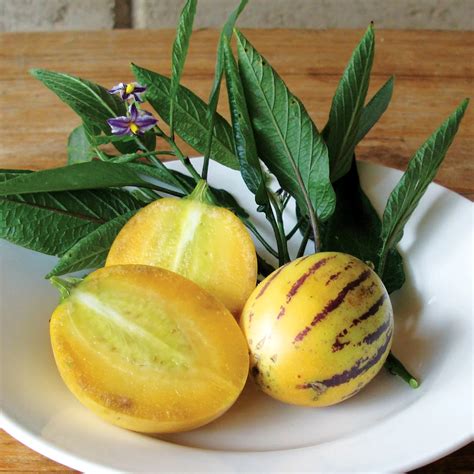 Zrelé plody Solanum muricatum