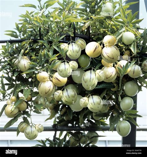Rastlina Solanum muricatum v črepníku