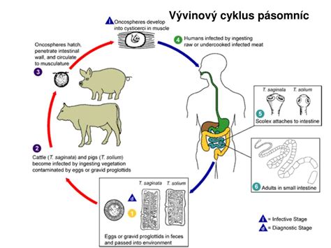 Životný cyklus pásomnice