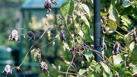 Prejavy choroby Clematis wilt