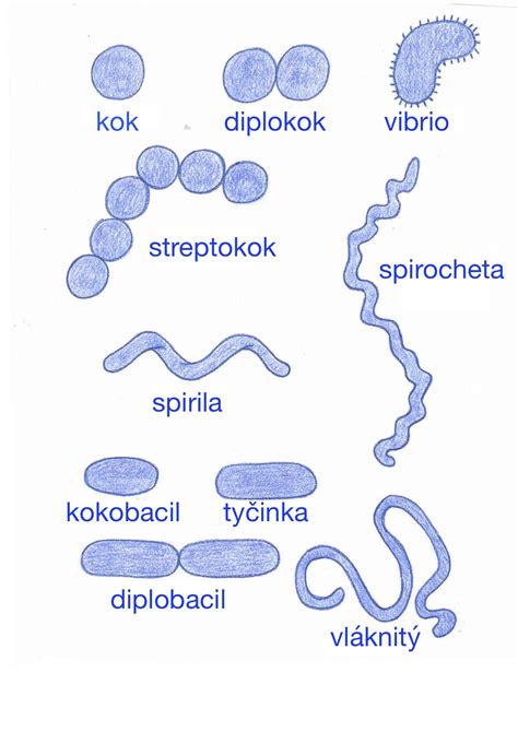 Rôzne tvary baktérií: koky, bacily, spirily, spirochéty, vibriá