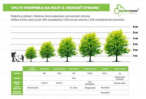 Infografika porovnávajúca rýchlosť rastu bambusu a stromov
