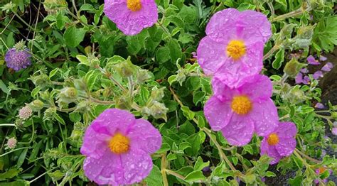 Listy a vetvy Cistus Incanus