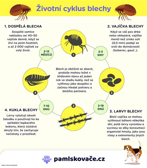 Infografika najčastejších škodcov buxusu