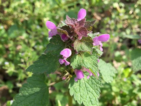 Hluchavka purpurová kvitne