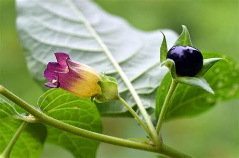 Atropa belladonna - pôvod názvu