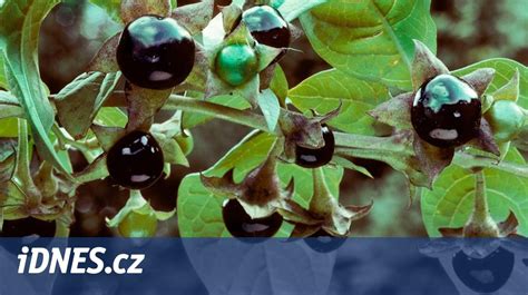 Porovnanie plodov ľuľkovca zlomocného a čučoriedok