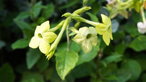 Nicotiana alata 'Lime Green' kvitnúca večer