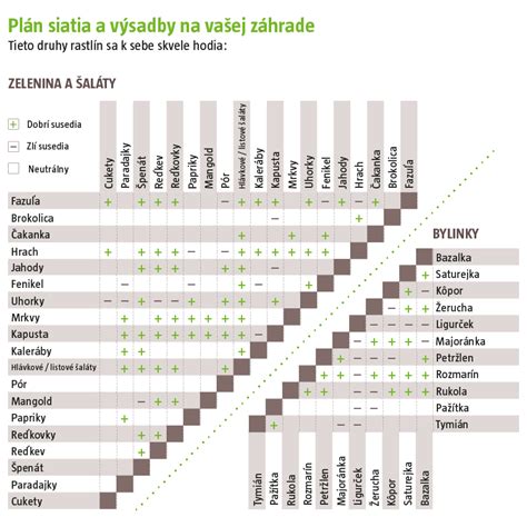 Schéma sadenia okrasného tabaku