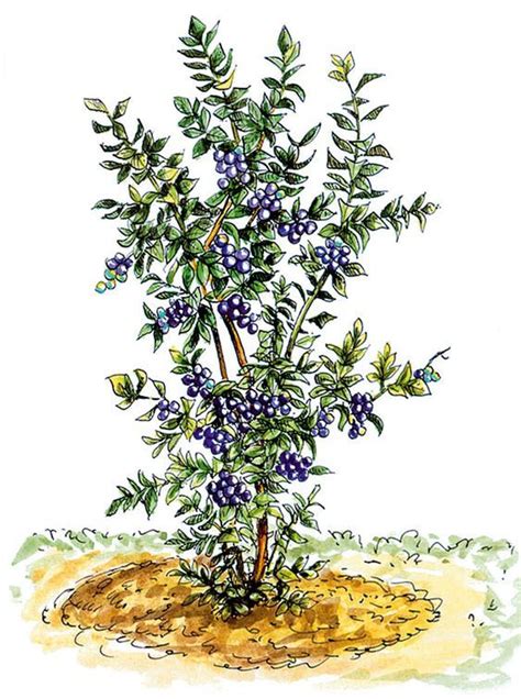 Ilustrácia slnečného miesta pre pestovanie čučoriedok