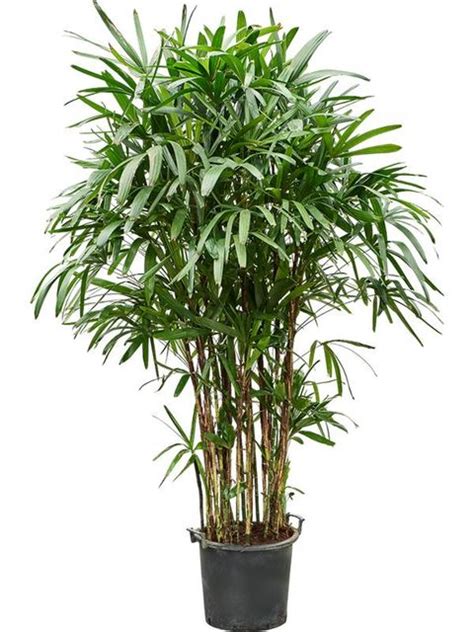 Palmenka (Rhapis excelsa) v interiéri
