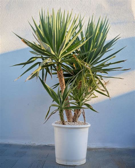 Yucca elephantipes v záhrade