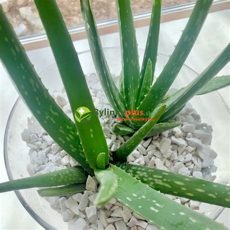Aloe vera v kvetináči v kúpeľni