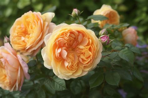 Juliet Rose