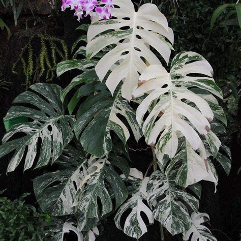 Monstera deliciosa ‘Alba Variegata’