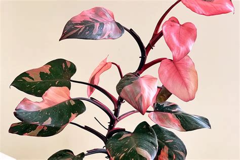 Philodendron erubescens ‘Pink Princess’