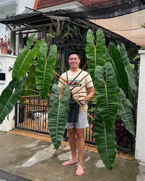 Philodendron billietiae