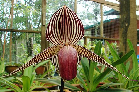 Orchidea ‘Gold Kinabalu’