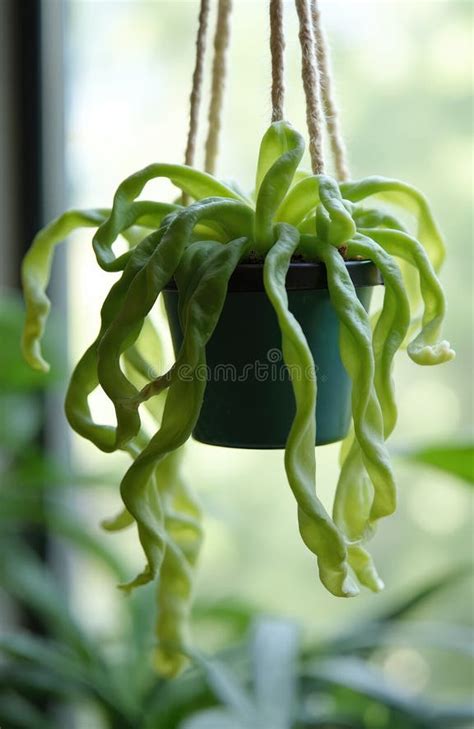 Voskovka ‘Hindu Rope’