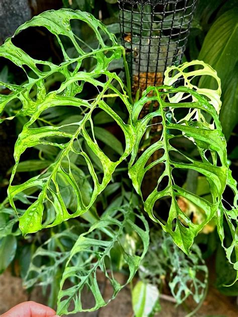 Monstera obliqua