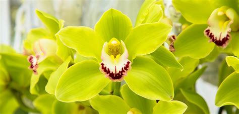 Orchidea ‘Shenzhen Nongke’