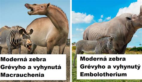 Infografika: Porovnanie druhov Judášovca