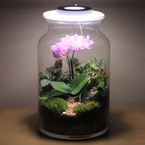 terárium s orchideou