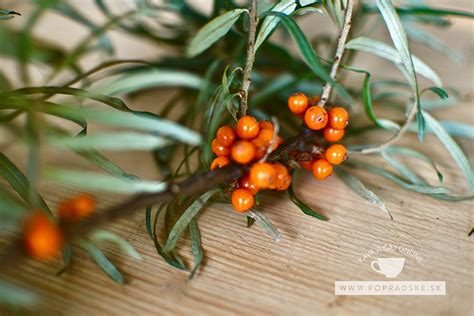 Schéma opeľovania rakytníka