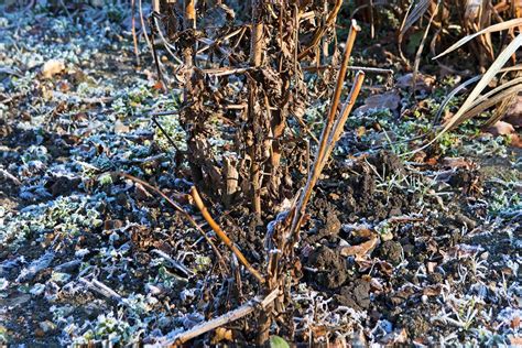 Hľuzy georgín pripravené na zazimovanie