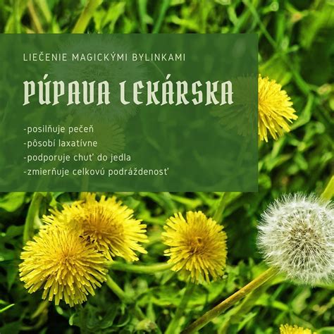 Schéma: Liečivé účinky púpavy na organizmus