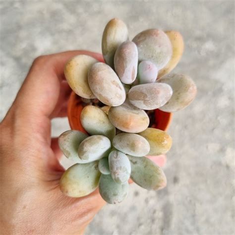 Pachyphytum listy s voskovým povlakom
