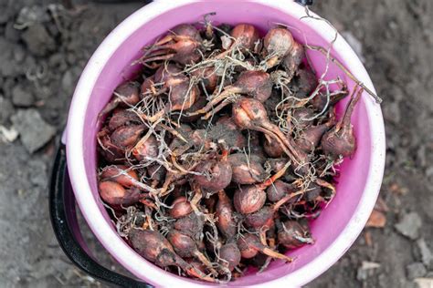 Cibuľky ľalií pripravené na výsadbu