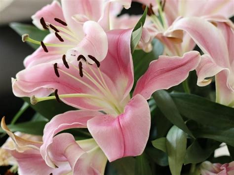 Odkvitnuté kvety ľalií