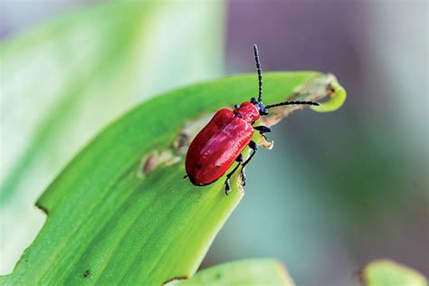 Ľaliovník obyčajný