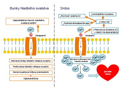 Infografika: Mechanizmus účinku silymarínu na pečeň