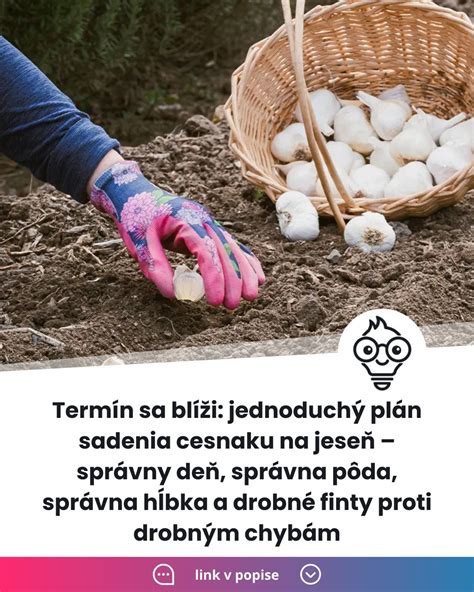 Ilustrácia správneho sadenia strúčika cesnaku