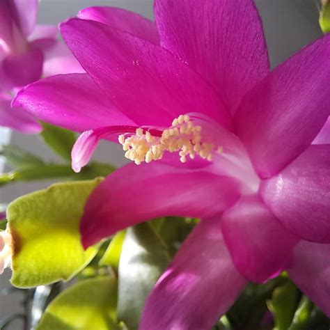 Kvet veľkonočného kaktusu