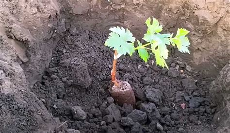 Mladá sadenica orecha s koreňovým systémom