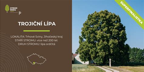 Lipa - morfológia stromu