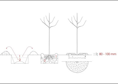 Infografika správneho postupu výsadby stromu